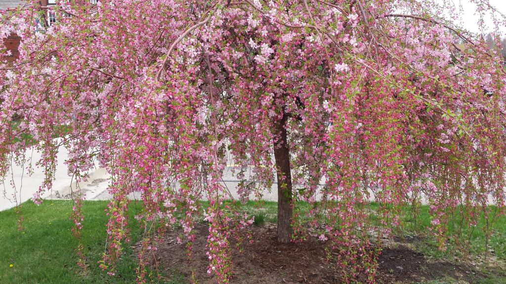 Flowering Crabtree